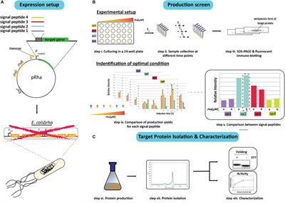 Enhancing Recombinant Protein Yields in the E. coli Periplasm by Combining Signal Peptide and Production Rate Screening